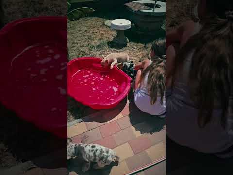 French Bulldog puppy for sale