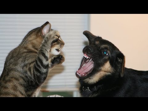 Cats vs Dogs fights - angry cats vs dogs funny compilation