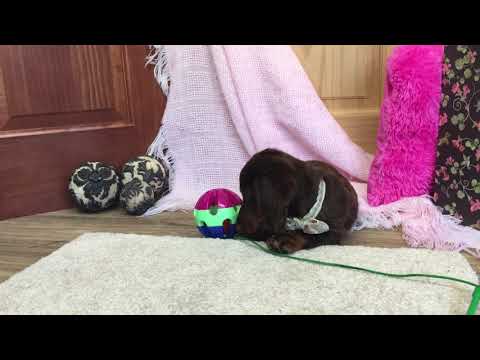 Snickers Beautiful Little Miniature Dachshund Girl!