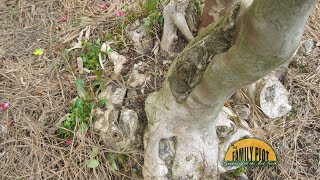 Q&A – How do I keep crape myrtle shoots from emerging from previous cuts?