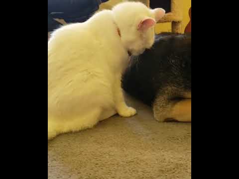 Mac the Cat Headbutts Tibor the  Dog