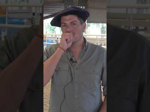 Análisis del remate de hacienda Consignaciones Córdoba 20/10/2025.