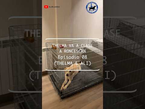 Thelma va a clase 📚 a Roncescan (Thelma & Ali Episodio 08) 🦮