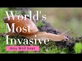 Meet The Rosy Wolf Snail, Euglandina rosea,  One Of The Worlds Most Invasive Species.