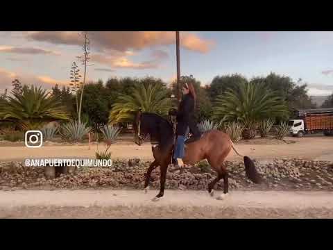 Mi amor y mi pasión por los caballos 😍🐴 MI GRAN MUNDO CABALLISTA