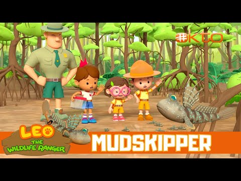 Mudskipper Fish Doesn't Live In The Sea! Where Does It Live?|Leo the Wildlife Ranger|@Mediacorp okto