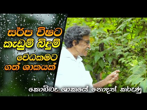 සර්ප විෂට කැඩුම් බිඳුම් වෙධකමට ගත් ශාකයක් | Kobbe | Kobba | Bu Kobbe | Allophylus cobbe