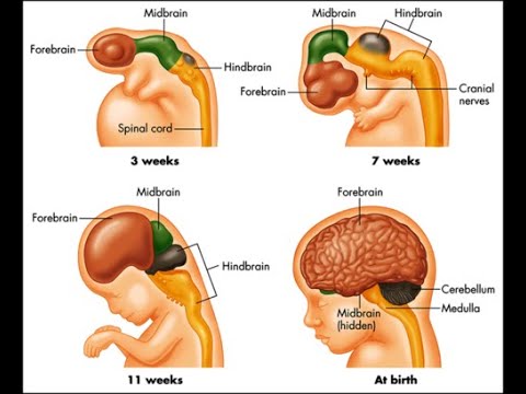 Development of the midbrain from the mesencephalon
