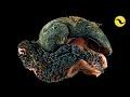 The Insane Biology Of The Volcano Snail