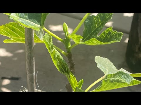 No Figs on my fig tree, why???