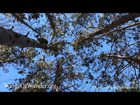 Barred Owl ... wait for it!