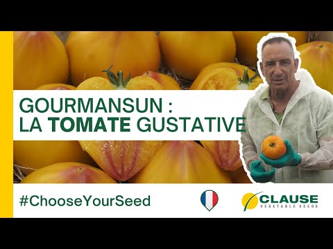 Video: GOURMANSUN F1