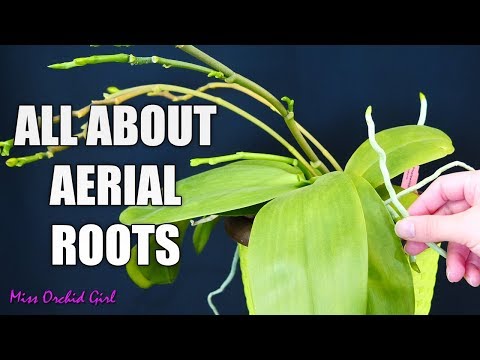 Orchid aerial roots - Why Orchids grow them, what to do about them