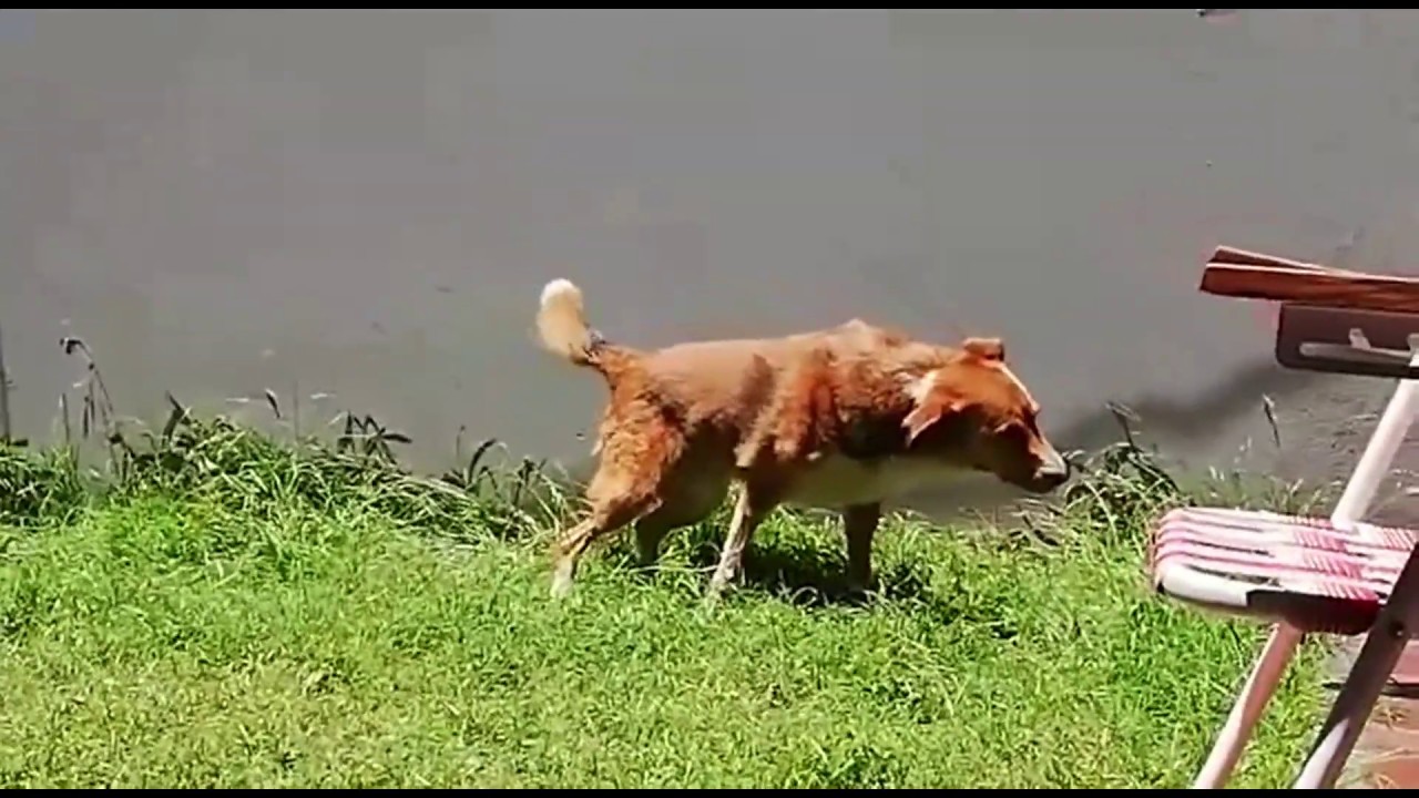 ACV en perros, JOEL salio adelante