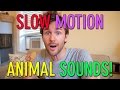 Slow Motion Week Animal Sounds