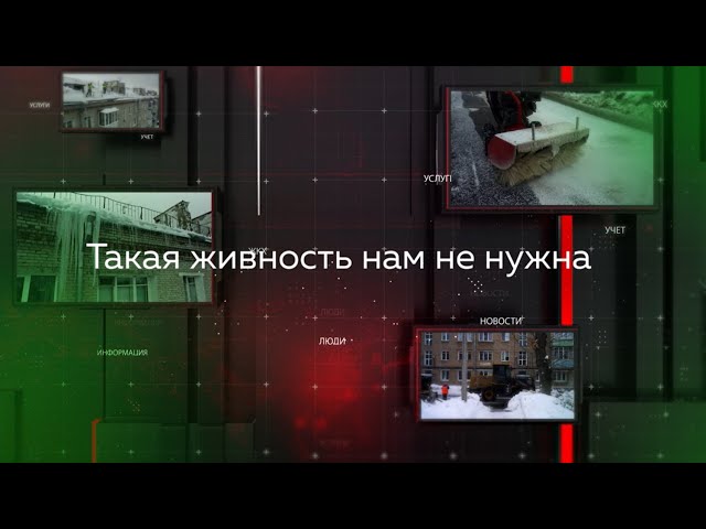 Видеопомощник ЖКХ: Такая живность нам не нужна