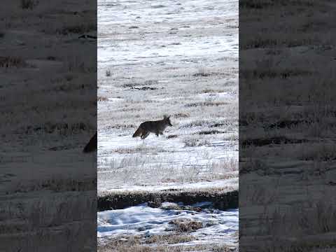 Coyote Hunting | Epic Snow Double | 300 HAM'R AR15 SUPPRESSED | #shorts