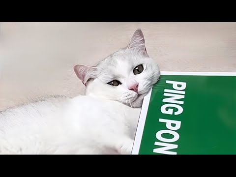 프로참견러 고양이 앞에서 탁구를 치면 생기는 일