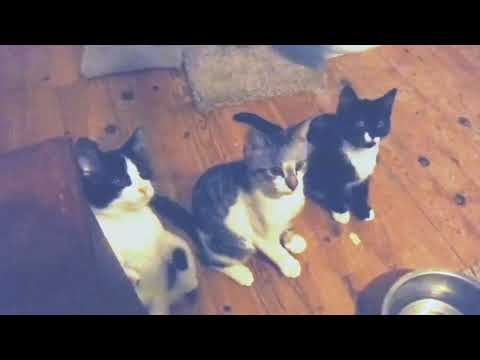 Harlow, Darien and Harper Having Fun With The Wand