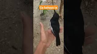 Download lagu kacer gacor jinak mp3 Download lagu kacer gacor jinak mp3