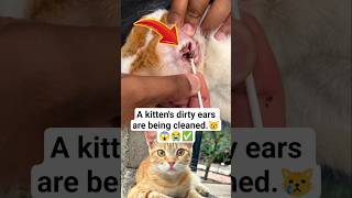 A kitten's dirty ears are being cleaned.#Kitten #CuteKitten #KittenCare #CatCare #PetCare #PetHealth