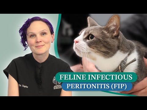 Feline Infektiöse Peritonitis (FIP) verstehen mit Dr. Taylor | Symptome, Diagnose und Behandlung