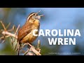 Carolina Wren Song