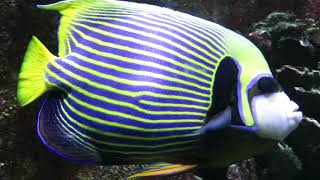 Peixes marinhos tropicais do Aquário Vasco da Gama