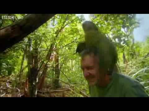 Seltsamer Vogel verliebt sich in Kameramann