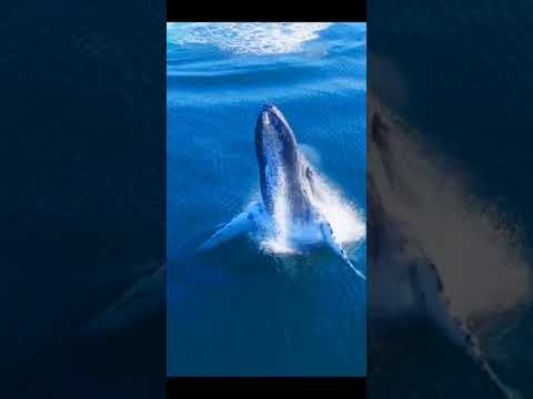 live water in animals