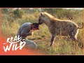 Spectacular Animal Human Relationships Animal Odd Couples Real Wild