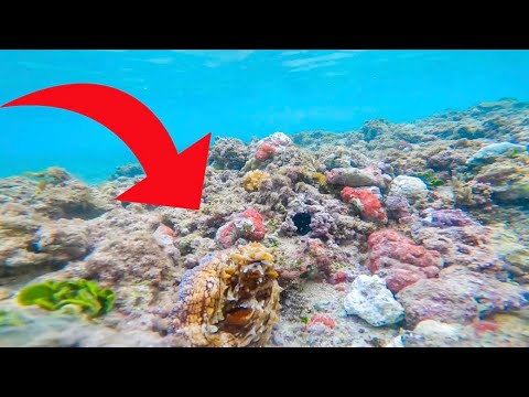 Tako Diving in Hawaii!  -Octopus Hunting