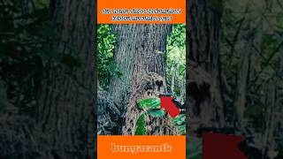 Download lagu 2 camouflaged jungle ghosts fool the enemy😱#haunturimba #tni #viralvideo #shortvideo #news #army mp3