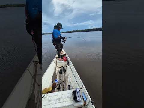 Pesca de Raya de la cola, Río Japurá, Amazonas Brasil 🇧🇷🎣🐟