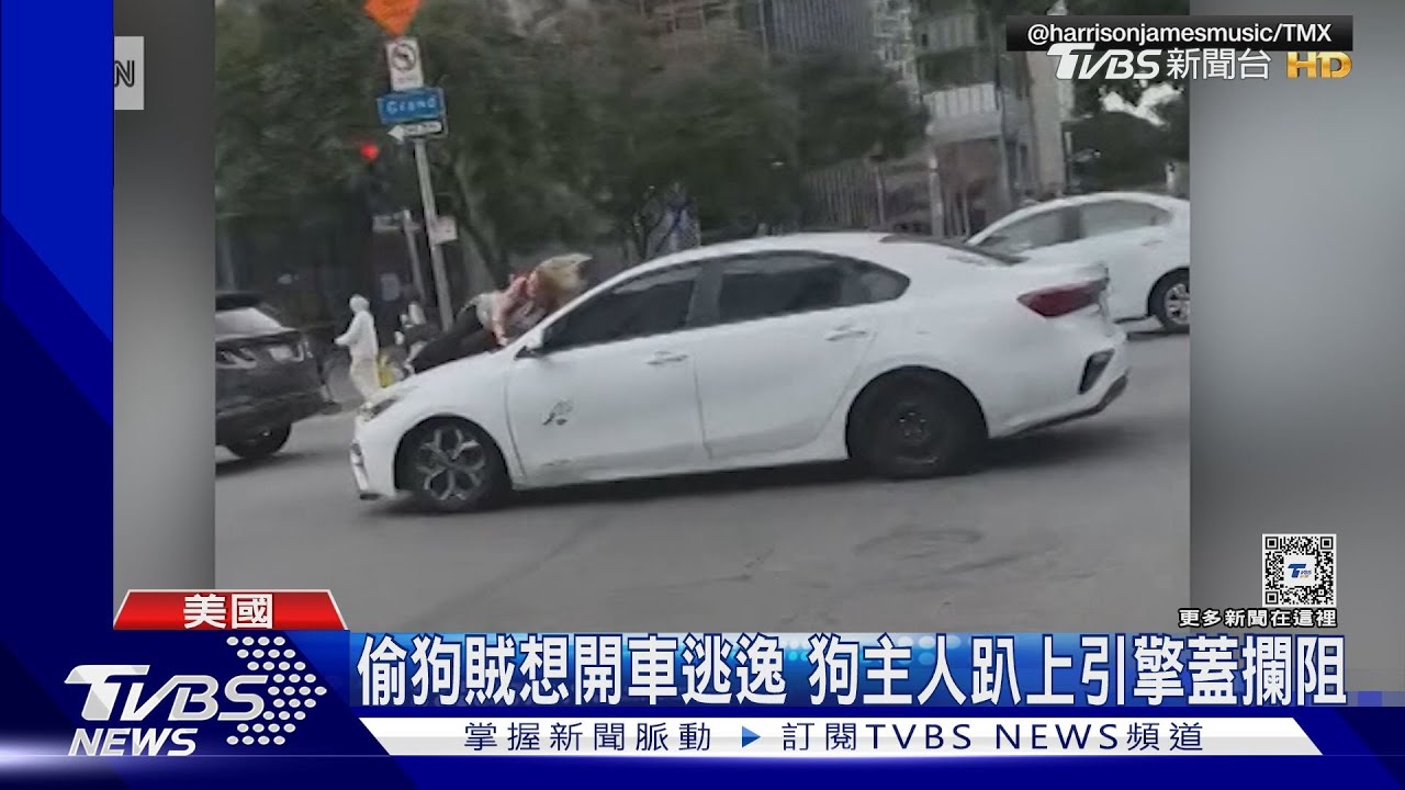 為救「法鬥」!美國狗主人趴引擎蓋、抓緊雨刷 攔阻偷狗賊