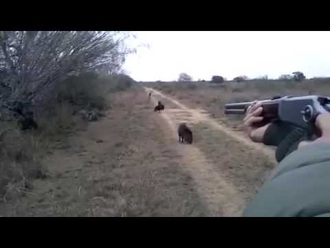 Cacería de jabalí temporada 2016 en argentina santiago del estero