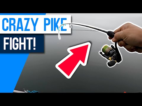 This Pike put up a INSANE FIGHT!