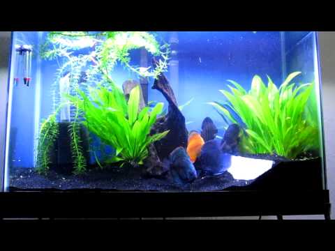 Feeding My 5 discus beef heart in a 29 gallon planted tank