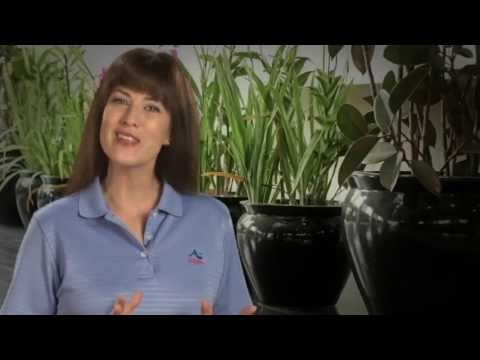 How to Prepare Housplants for Moving