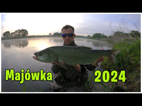 Majowy Boleń | Asp Fishing 2024