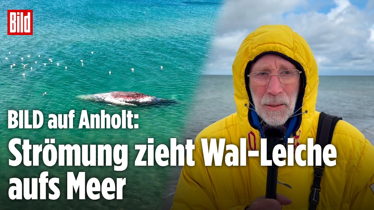 OSTSEE: Wellen drehen Wal-Kadaver immer weiter ins Meer