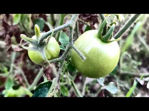 Review Vlog | Long Grass And Tomato In My Firm | Natural Channel