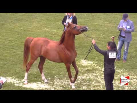 N.41 ELIXIR D'ARAB K.A. - Ströhen 2015 C-Show - Colts 3 years old (Class 8)