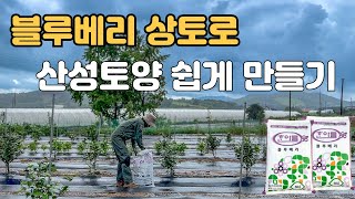묘목 비료주기 블루베리 상토로 동백수국 산성토양 만드는 방법 ⛏️