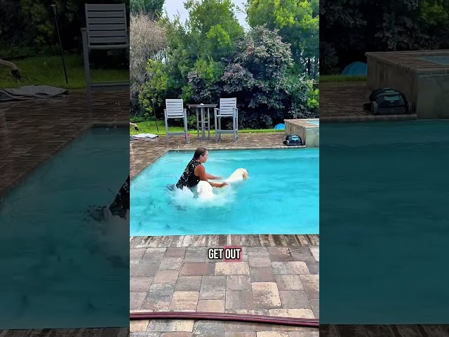 Vídeo relacionado con Mujer Perro Buster el Labrador Retriever Camiseta Cuello V