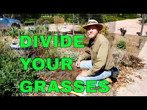 How to Divide and Propagate Ornamental Grass
