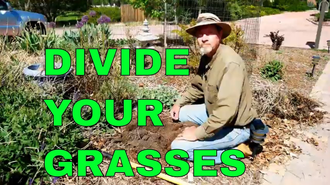 How to Divide and Propagate Ornamental Grass