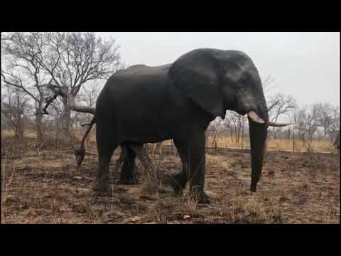 Elephant rub
