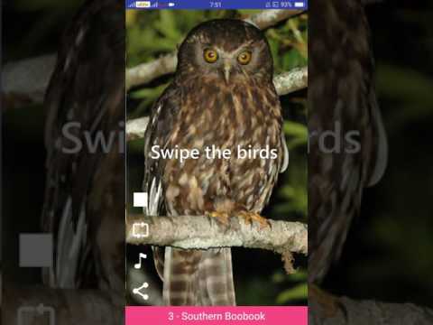 Bird Sounds Video