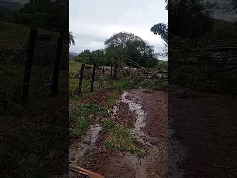 VENDAVAL DERRUBA VÁRIAS ÁRVORES EM MATO RICO (PR)  #paraná